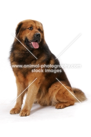 Australian Champion Tibetan Mastiff, sitting down