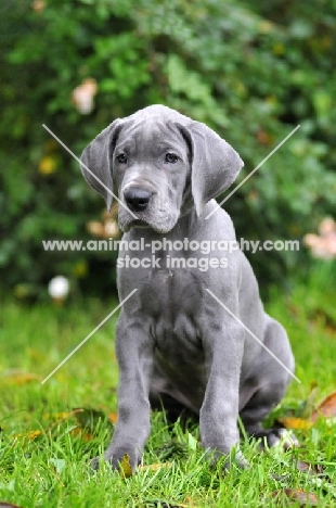 Great Dane puppy