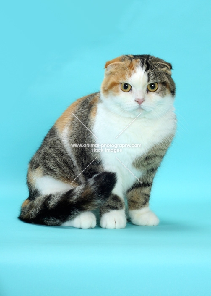 Brown Mackerel Torbie & White Scottish Fold cat