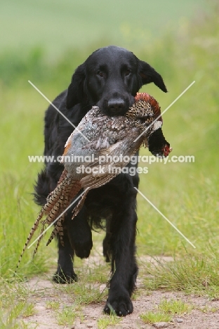 Flatcoated Retriever with pheasant