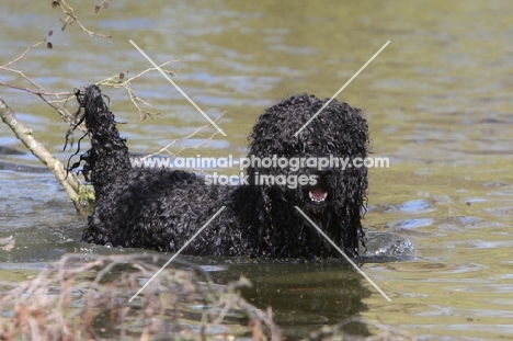 Barbet swimming