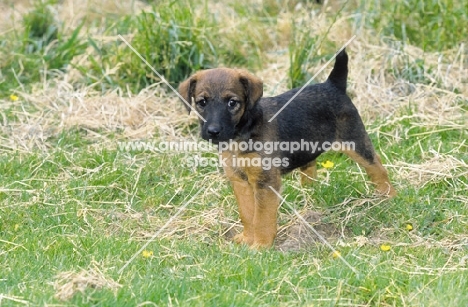 Westfalen Terrier puppy (aka German working terrier) on grass