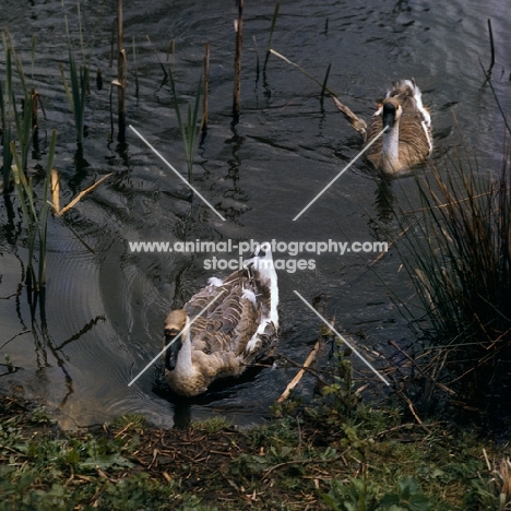 two chinese geese swimming