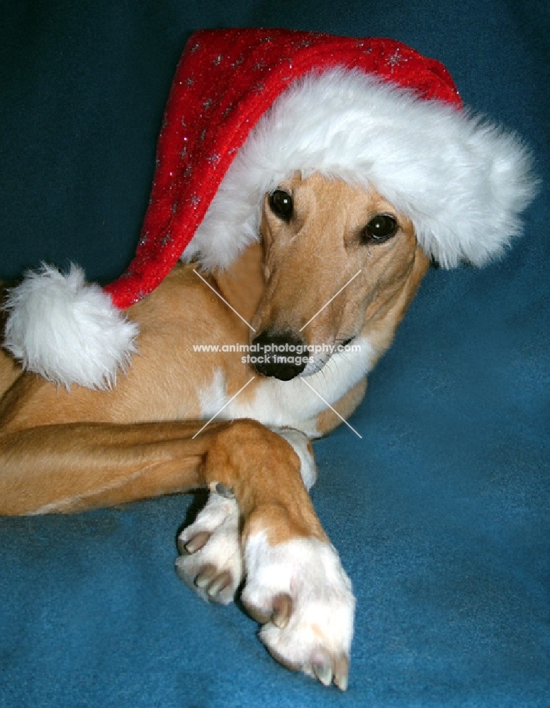 greyhound celebrating christmas, all photographer's profit from this image go to greyhound charities and rescue organisations