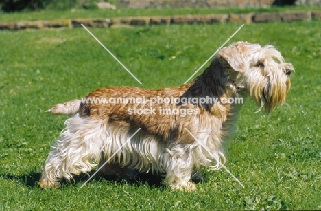 Lucas Terrier on grass