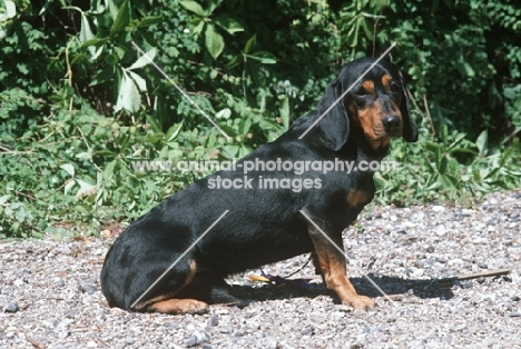 Alpine Dachsbracke, side view