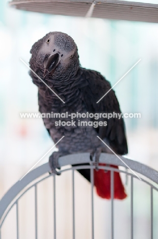 African Grey Parrot on cage