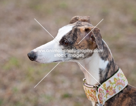 Whippet profile