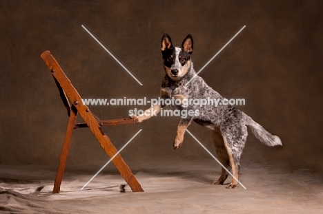 Australian Cattle Dog with one leg on chair