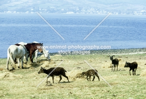 soay sheep on holy island with eriskay ponies in scotland