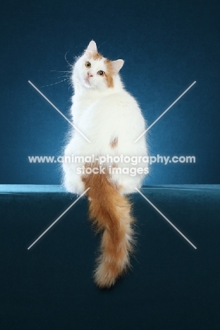 Turkish Van, back view