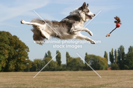 Border Collie jumping into the air to retrieve toy