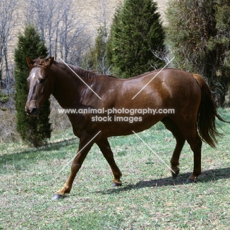 cold saturday blarney ben don, morgan horse in usa, traditional morgan