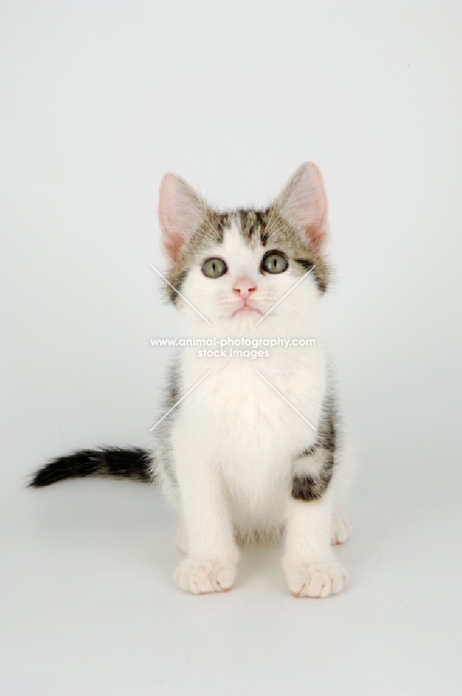 tabby and white kitten looking up