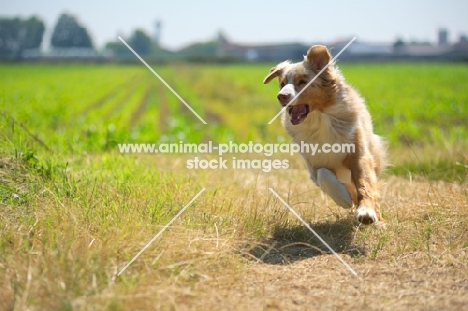 red merle australian shepherd running in a countryside scenery