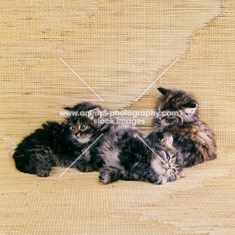 three brown tabby long hair kittens