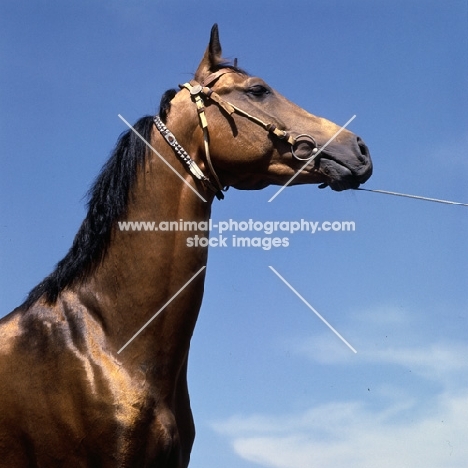  akhal teke horse with jewelled collar in russia