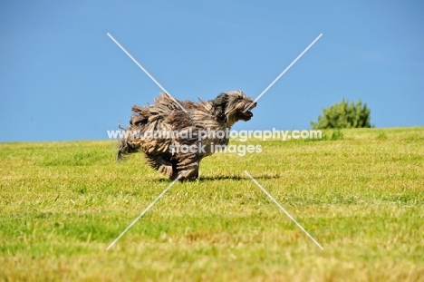 Bergamasco running