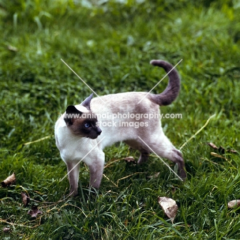 blue point siamese cat 