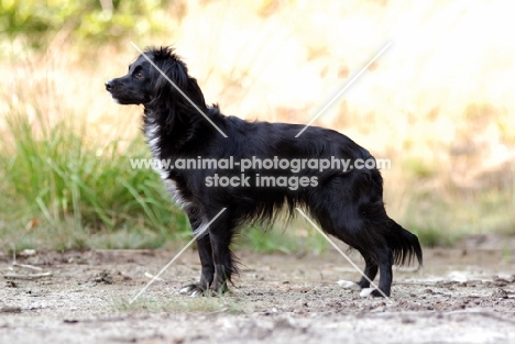 Markiesje (aka Dutch Tulip Hound)