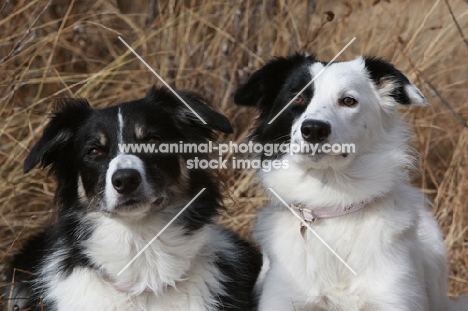 two Border Collies