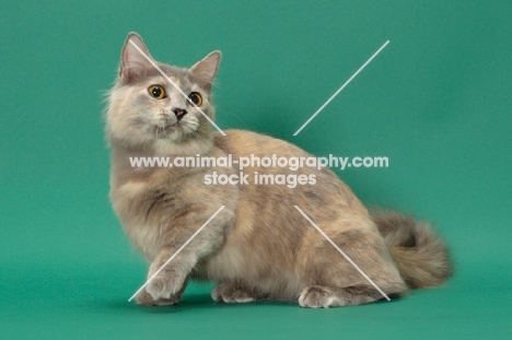 Blue Tortie Longhaired Munchkin sitting down