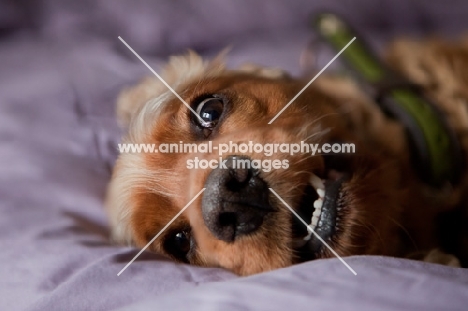English and American Cocker Spaniel crossbreed dog lying on bed