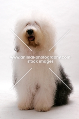 Australian Champion Old English Sheepdog, sitting down