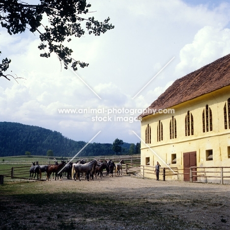 lipizzaner colts outside their stable waiting to go to the pastures