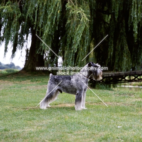 ch siddleys dutch bargemaster  standard schnauzer on grass