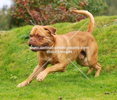 Dogue de Bordeaux running on grass