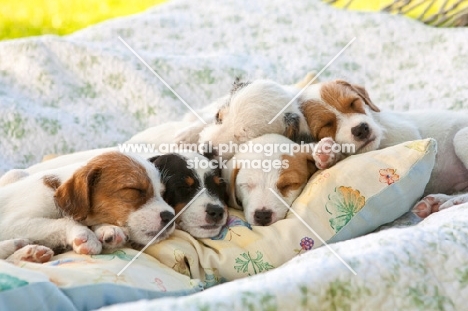 five jack russell pups sleeping together on a duvet
