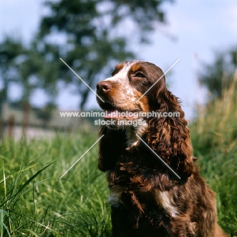 tri colour english cocker spaniel  portrait