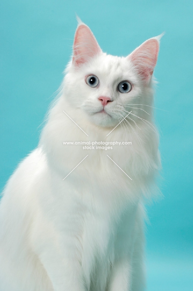 young white Maine Coon portrait on blue background