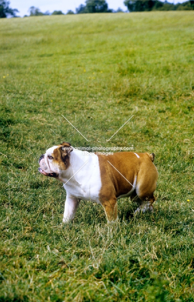 bulldog walking in field