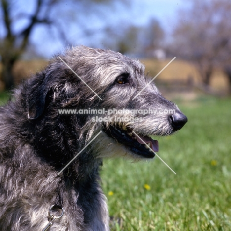 castlekeeper clancy malone,   portrait of an irish wolfhound