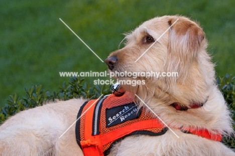 Goldendoodle in life jacket