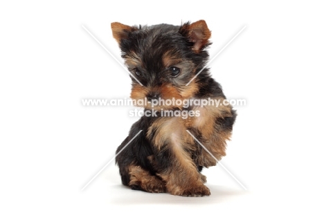 cute Yorkshire Terrier puppy in studio