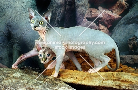 two sphynx cats