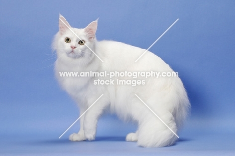 11 month old white Maine Coon