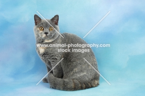 tortie british shorthair cat