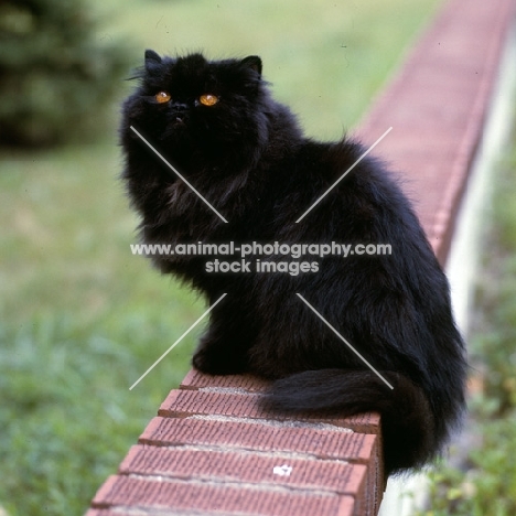 grand ch silva-wyte trafari of jb, long hair black cat 