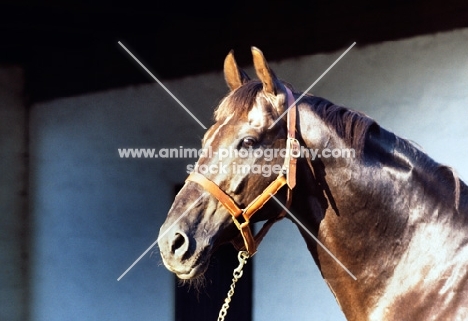 danish thoroughbred, flying drumstick, portrait