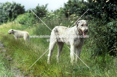 irish wolfhounds  from  brabyns on a path