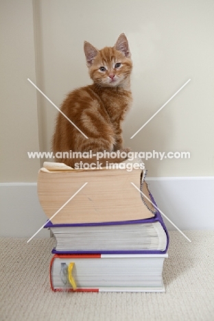 ginger kitten sitting on books