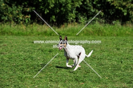 Ratonero Bodeguero Andaluz, (aka Andalusian Rat Hunting Dog), running