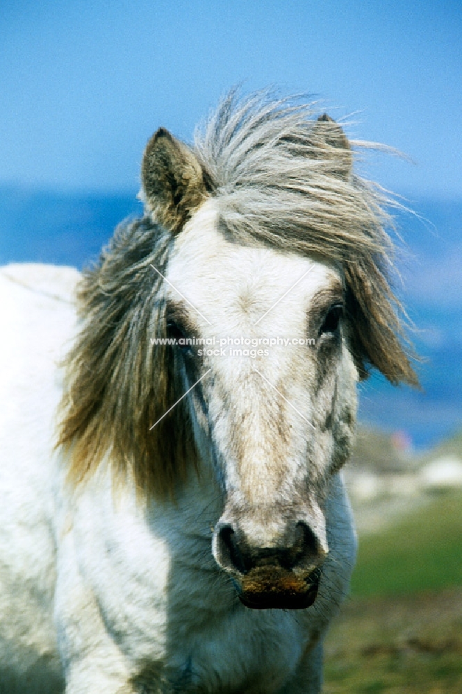 eriskay mare 