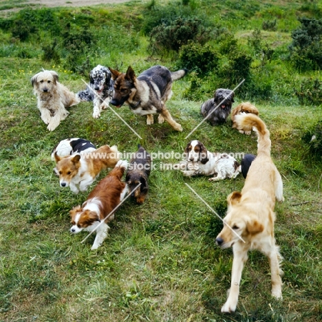 group of dogs