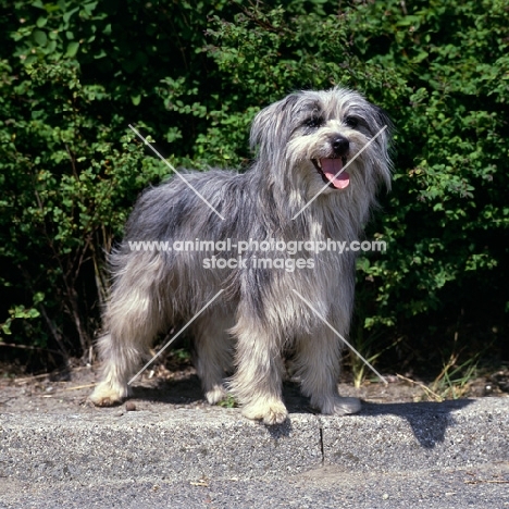 talisman flassiges liesch,  pyrenean sheepdog 