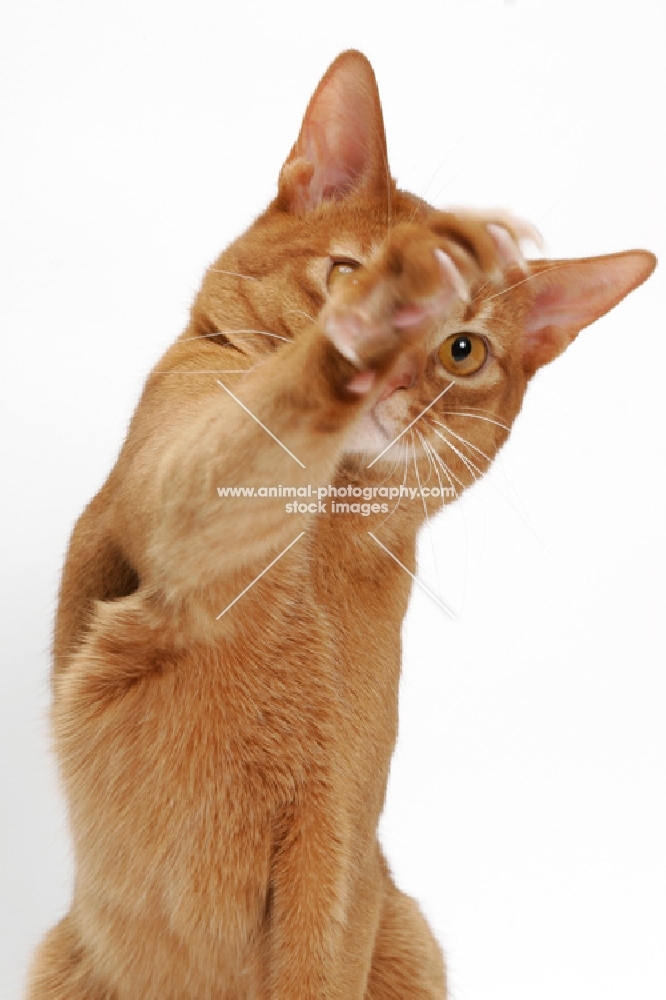 sorrel Abyssinian on white background, front view